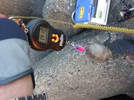 ニューロッド墨付け